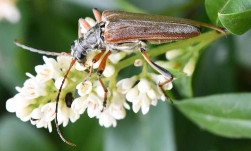 Réf. 303 466 : Stenocorus meridianus